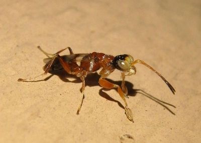 Anteoninae Pincer Wasp species