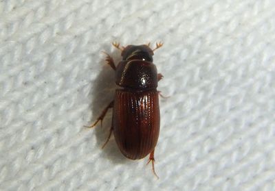 Ataenius Aphodiine Dung Beetle species