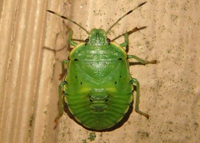 Chinavia hilaris; Green Stink Bug nymph