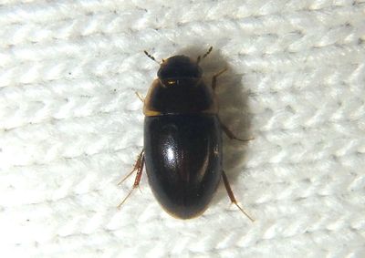 Enochrus Water Scavenger Beetle species 