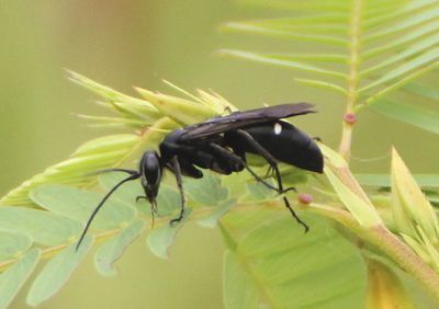 Episyron biguttatus; Spider Wasp species 