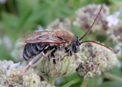 Melissodes Long-horned Bee species; male