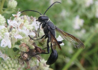 Isodontia Grass-carrying Wasp species