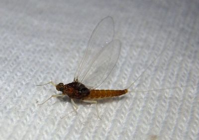 Isonychia Brush-legged Mayfly species
