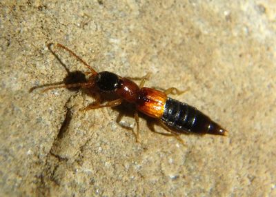 Lobrathium Rove Beetle species