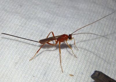 Macrocentrinae Braconid Wasp species; female