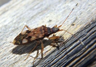 Ozophora picturata; Dirt-colored Seed Bug species 