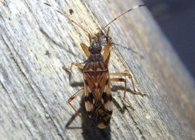 Ozophora picturata; Dirt-colored Seed Bug species