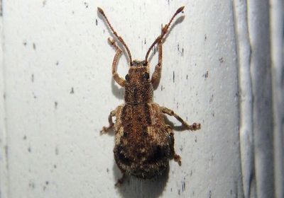 Pseudoedophrys hilleri; Broad-nosed Weevil species; exotic 