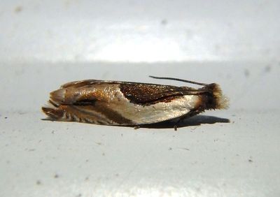 3358 - Ancylis discigerana; Yellow Birch Leaffolder Moth