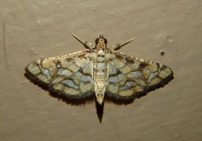5187 - Hileithia magualis; Crambid Snout Moth species
