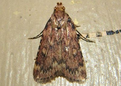 5518 - Aglossa cuprina; Grease Moth