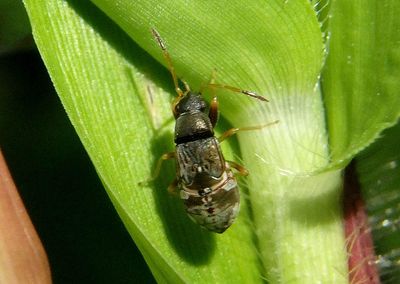 Rhyparochromidae Dirt-colored Seed Bug species nymph