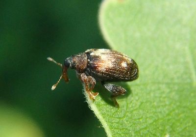 Tachyerges ephippiatus; Flea Weevil species