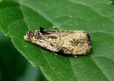 2776 - Olethreutes furfuranum; Woolly-backed Moth 