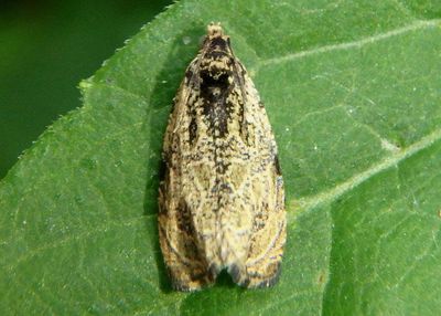 2776 - Olethreutes furfuranum; Woolly-backed Moth