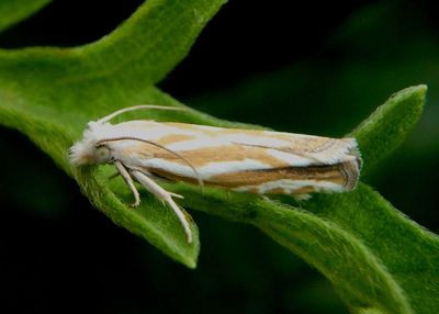 3035 - Pelochrista morrisoni; Tortricid Moth species