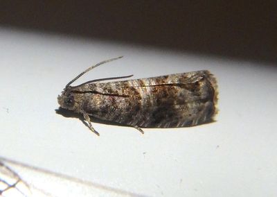 3428 - Grapholita packardi; Cherry Fruitworm Moth