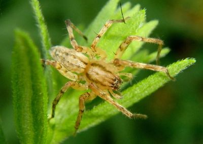 Anyphaenidae Ghost Spider species