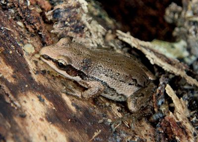 Boreal Chorus Frog