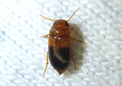 Celina hubbelli; Predaceous Diving Beetle species 