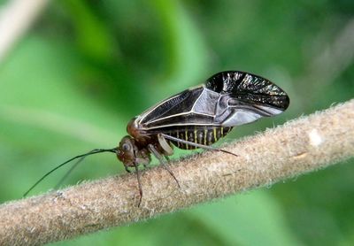 Cerastipsocus venosus; Barklouse species