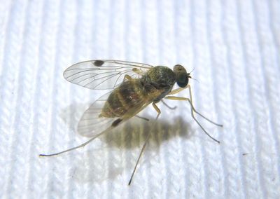 Chrysopilus modestus; Snipe Fly species; female