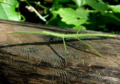 Diapheromera femorata; Northern Walkingstick; female