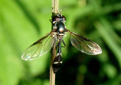 Dioprosopa clavata; Syrphid Fly species; female