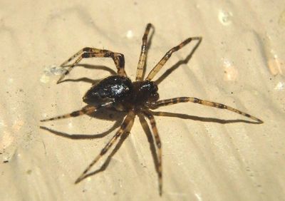 Euryopis funebris; Cobweb Spider species