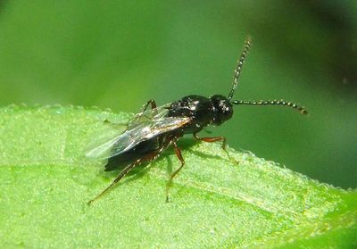 Figitinae Parasitoid Wasp species