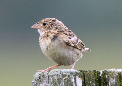 Grasshopper Sparrow; juvenile