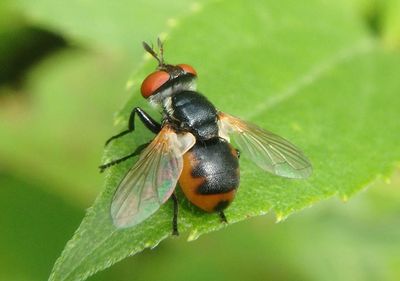 Gymnosoma Tachinid Fly species