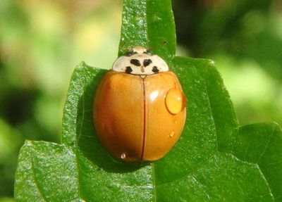Harmonia axyridis; Multicolored Asian Lady Beetle; exotic