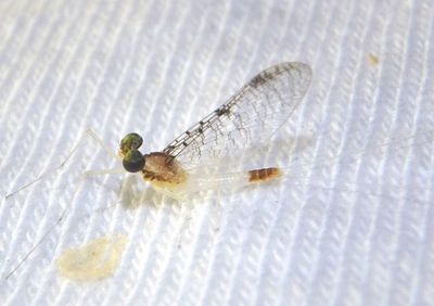 Maccaffertium terminatum; Stream Mayfly species