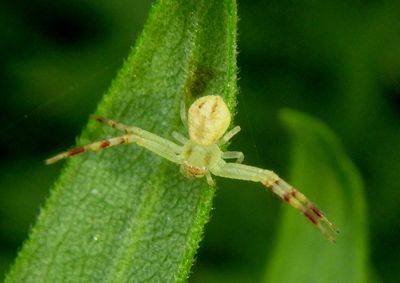 Mecaphesa asperata; Northern Crab Spider; female