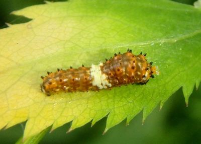 Papilio polyxenes asterius; Black Swallowtail caterpillar; early instar