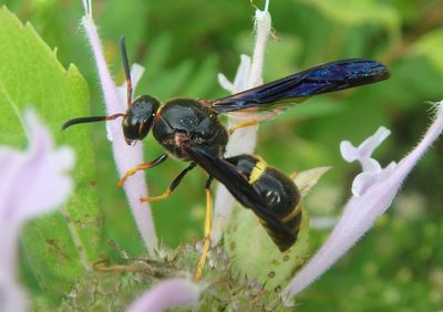 Parazumia symmorpha; Mason Wasp species; female
