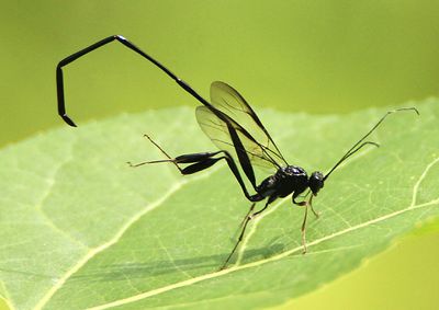 Pelecinus polyturator; American Pelecinid Wasp; female