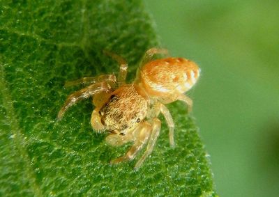 Pelegrina insignis; Jumping Spider species; immature