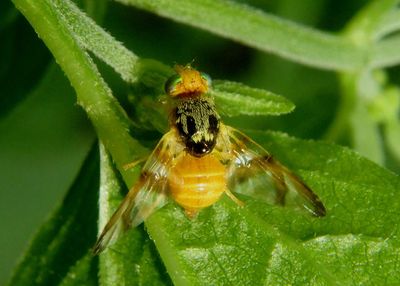 Procecidocharoides penelope; Fruit Fly species