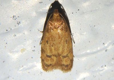1144 - Gerdana caritella; Gerdana Moth