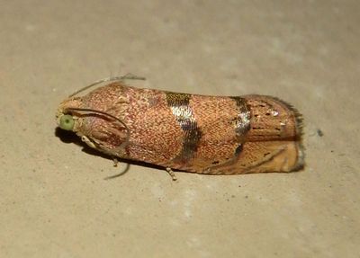 3494 - Cydia latiferreana; Filbertworm Moth