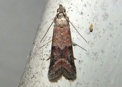 6001 - Ephestiodes infimella; Pyralid Moth species