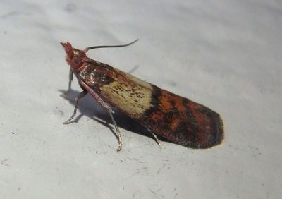 6019 - Plodia interpunctella; Indian Meal Moth; exotic