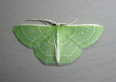 7058 - Synchlora aerata; Wavy-lined Emerald 