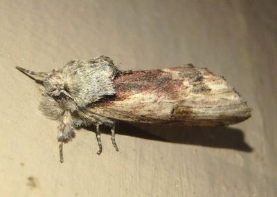 8010 - Oedemasia concinna; Red-humped Caterpillar Moth