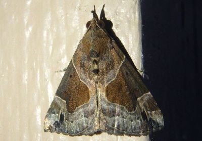 8441 - Hypena manalis; Flowing-line Hypena