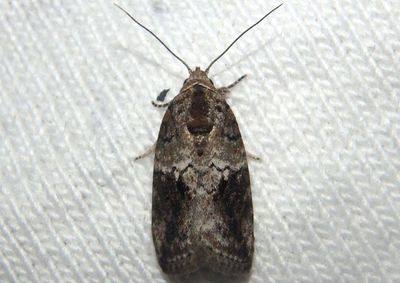 8974 - Garella nilotica; Black-olive Caterpillar Moth; exotic