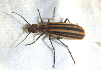 Epicauta vittata; Striped Blister Beetle